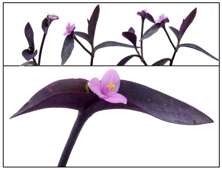 قلب ارغوانی